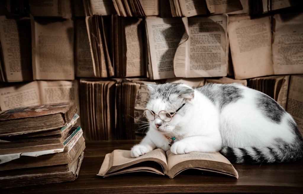 Gato leyendo concienzudamente un manuscrito
